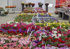 Some varieties of Westhoff. 